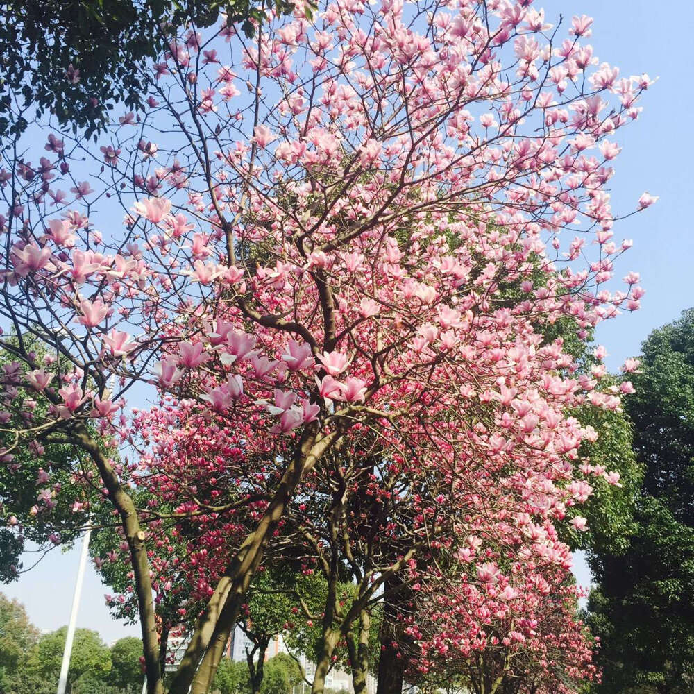 春天时学校附近开的一树一树的花 很好看