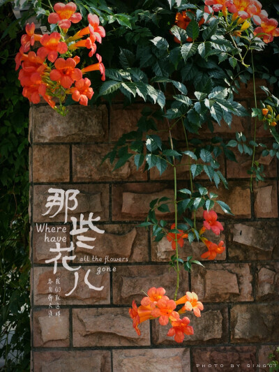 生活随拍 原创壁纸 凌霄