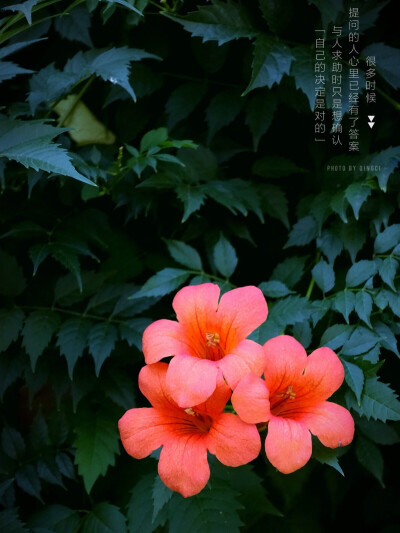 生活随拍 原创壁纸 凌霄