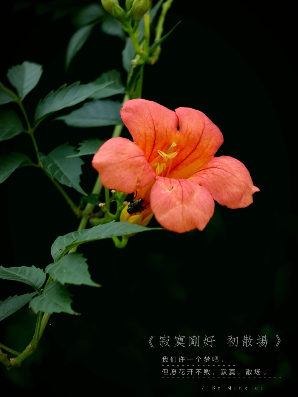 生活随拍 原创壁纸 凌霄