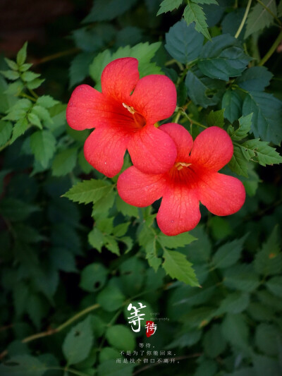 生活随拍 原创壁纸 凌霄