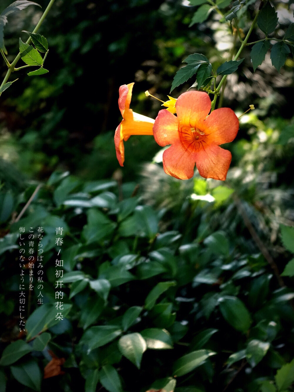 生活随拍 原创壁纸 凌霄