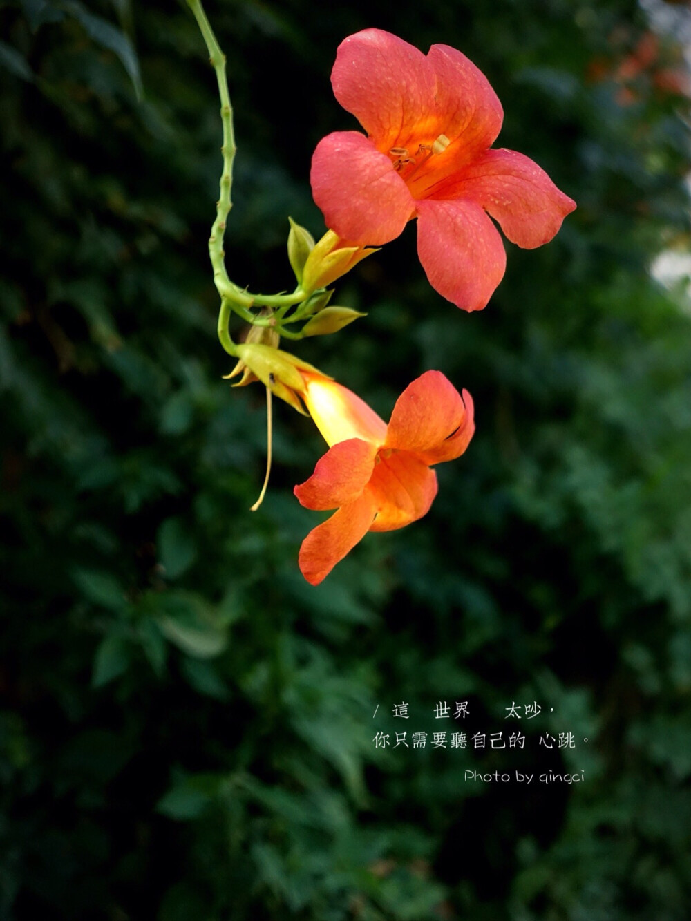 生活随拍 原创壁纸 凌霄