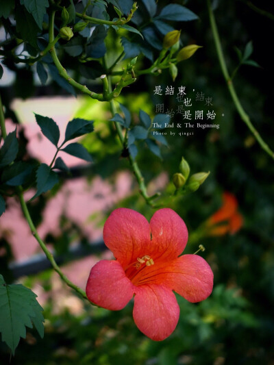 生活随拍 原创壁纸 凌霄