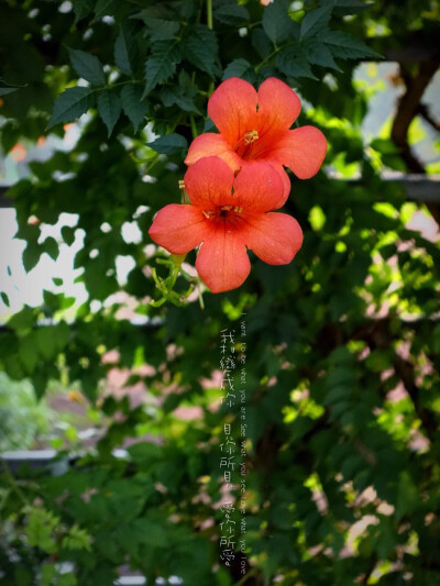 生活随拍 原创壁纸 凌霄