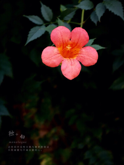 生活随拍 原创壁纸 凌霄