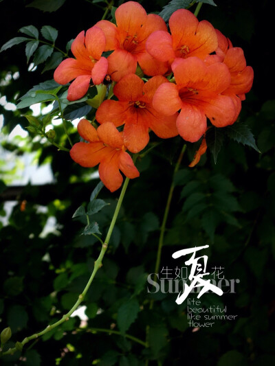 生活随拍 原创壁纸 凌霄