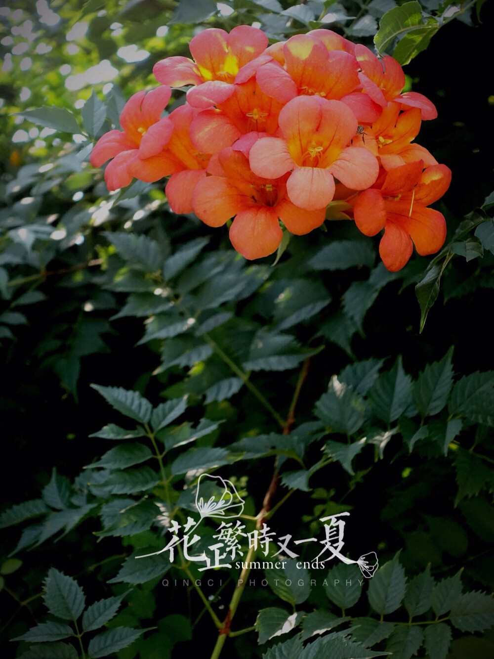 生活随拍 原创壁纸 凌霄