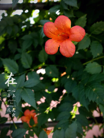 生活随拍 原创壁纸 凌霄