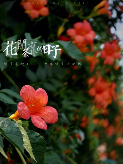 生活随拍 原创壁纸 凌霄