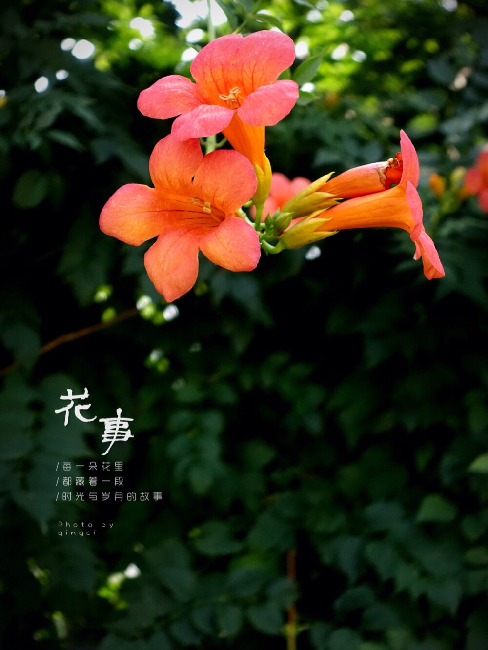 生活随拍 原创壁纸 凌霄