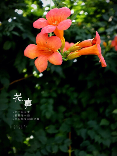 生活随拍 原创壁纸 凌霄