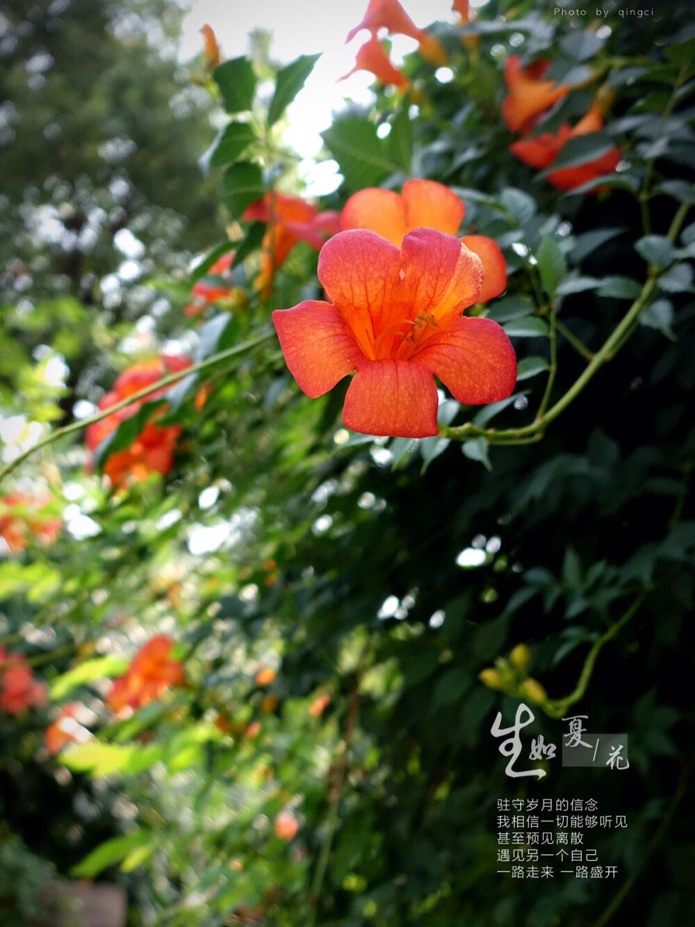 生活随拍 原创壁纸 凌霄