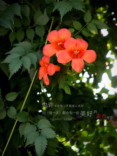 生活随拍 原创壁纸 凌霄