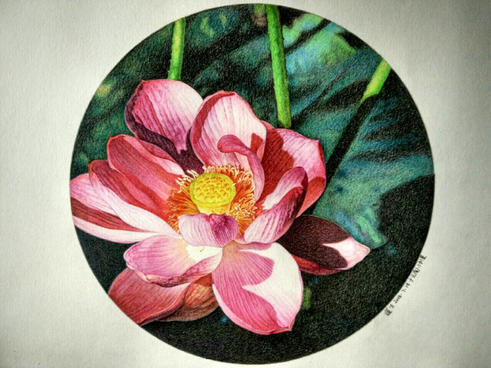 我是莲生我的第17幅彩铅手绘花卉荷花