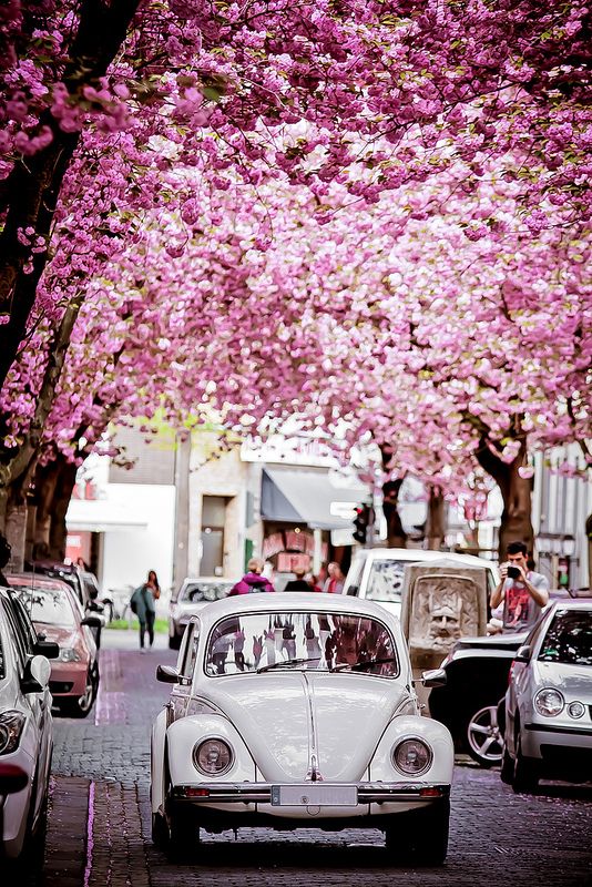 Cherry Brick Road, Bonn, Germany。德国波恩位于莱茵河畔，清澈的莱茵河水像一条白色缎带从波恩城边缓缓流过，坐落在莱茵河畔的中世纪古堡，向人们展示着波恩古老的过去，而两岸郁郁葱葱、秀丽迷人的风景又为莱茵河上这座“明珠”城市增添了无穷的魅力。波恩是一座古老的城市，它是从一个靠摆渡和捕鱼为主的小村子发展起来的，而它的历史则最早可追溯到2000年前。这里的Cherry Brick Road是一条全球著名的道路，道路两边皆是樱花，形成的道路景象有别于樱花之国日本，少了一丝禅意，却多了一缕欧式的浪漫情怀。