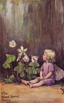 Cicely Mary Barker--酢浆草Oxalis corniculata L. 生于山坡草池、荒地或林下阴湿处等。全草入药，能解热利尿，消肿散淤；茎叶含草酸，可用以磨镜或擦铜器，使其具光泽。牛羊食其过多可中毒致死。白色酢浆草是爱尔兰…