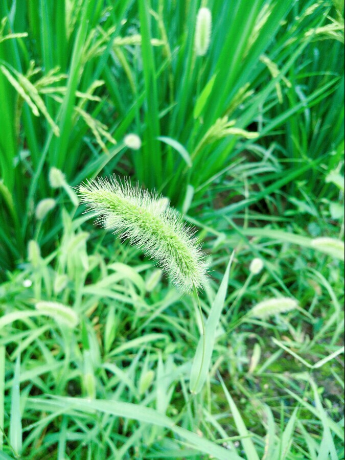 麦穗地边的狗尾巴草~ 绿油油的颜色~ 很清新的感觉