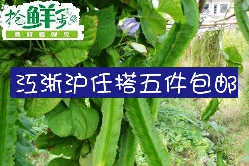 新鲜有机蔬菜 豆中之王 四棱豆 龙豆 四角豆 袋装 1袋 约【100g】