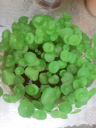 铜钱草
1个多月，3片叶子变成满满一盆。
是使用了魔仙棒吗(￣∇￣)
喜欢的无法自拔