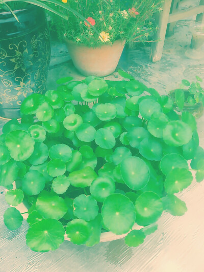 铜钱草
1个多月，3片叶子变成满满一盆。
是使用了魔仙棒吗(￣∇￣)
喜欢的无法自拔