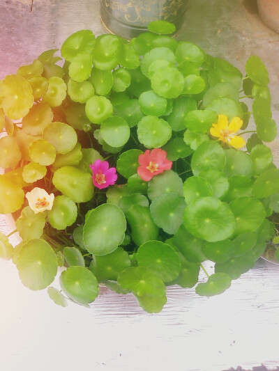 铜钱草
1个多月，3片叶子变成满满一盆。
是使用了魔仙棒吗(￣∇￣)
喜欢的无法自拔