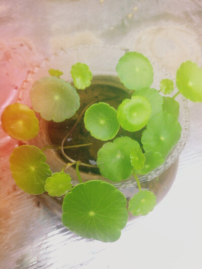 铜钱草
喜欢的无法自拔(￣∇￣)