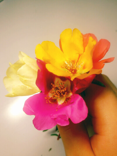 太阳花，从自家花园摘的。
去见你想见的人吧。趁阳光正好。趁微风不噪。趁繁花还未开至荼蘼。趁现在还年轻，还可以走很长很长的路，还能诉说很深很深的思念。趁世界还不那么拥挤。趁现在时光还没有吞噬你们的留念。…