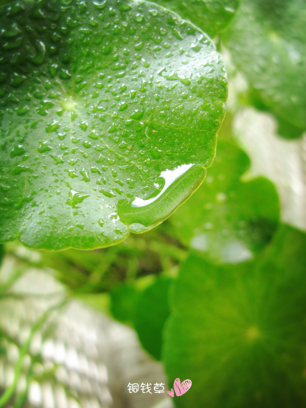 雨润