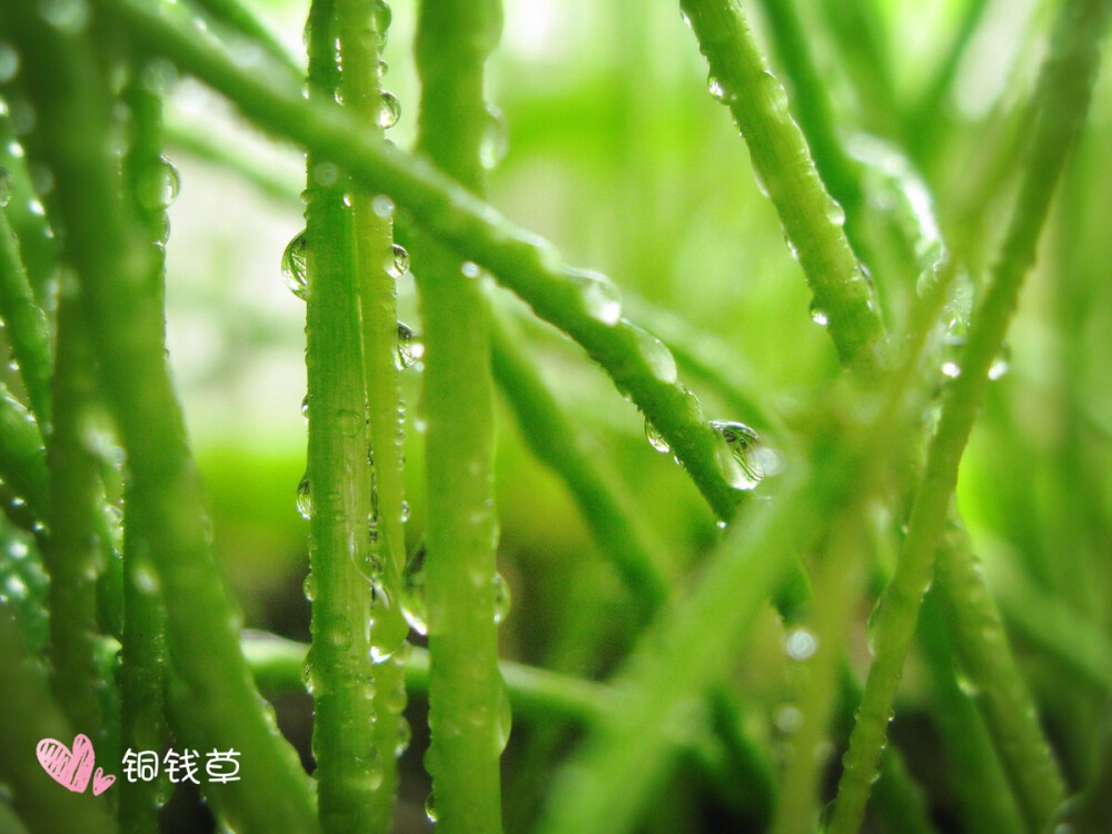 雨润