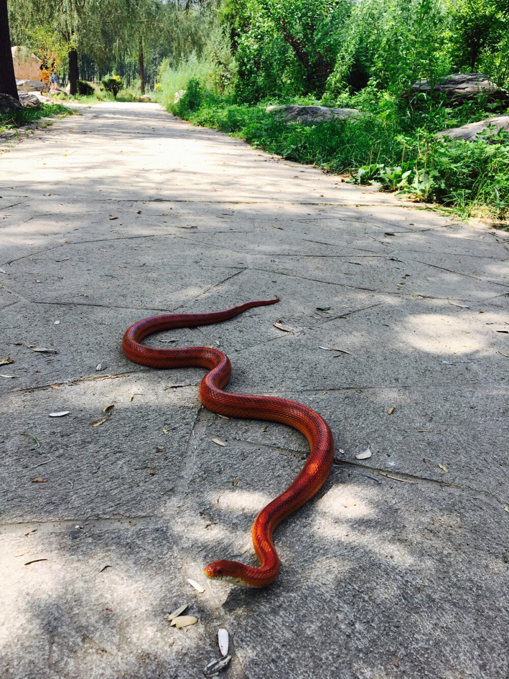 这张照的像血红一样