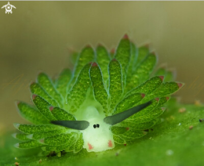 介个看上去很像小羊的可爱生物叫藻类海蛞蝓（Costasiella kuroshimae），以藻类为食的它们，可以让叶绿体与自身的体细胞共存，从而进行光合作用补充能量...(๑•̀ㅂ•́)و✧