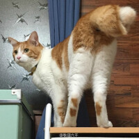 萌物入侵.