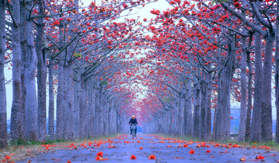 木棉花