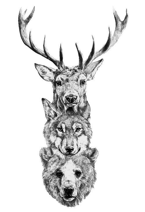 【绘画素材】鹿，狼，熊，素描，绘画，钢笔，墨水，插图，设计，艺术作品