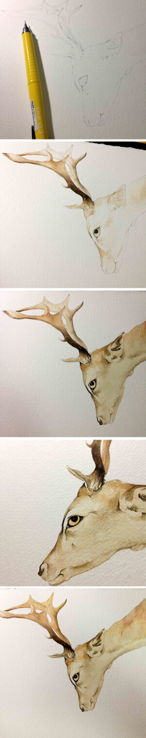 【绘画教程】水彩教程-画个鹿
