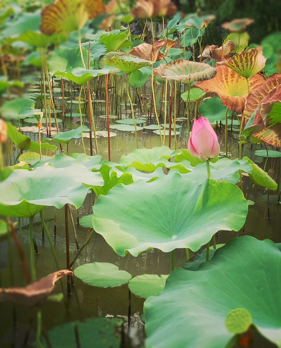 芸芸众生