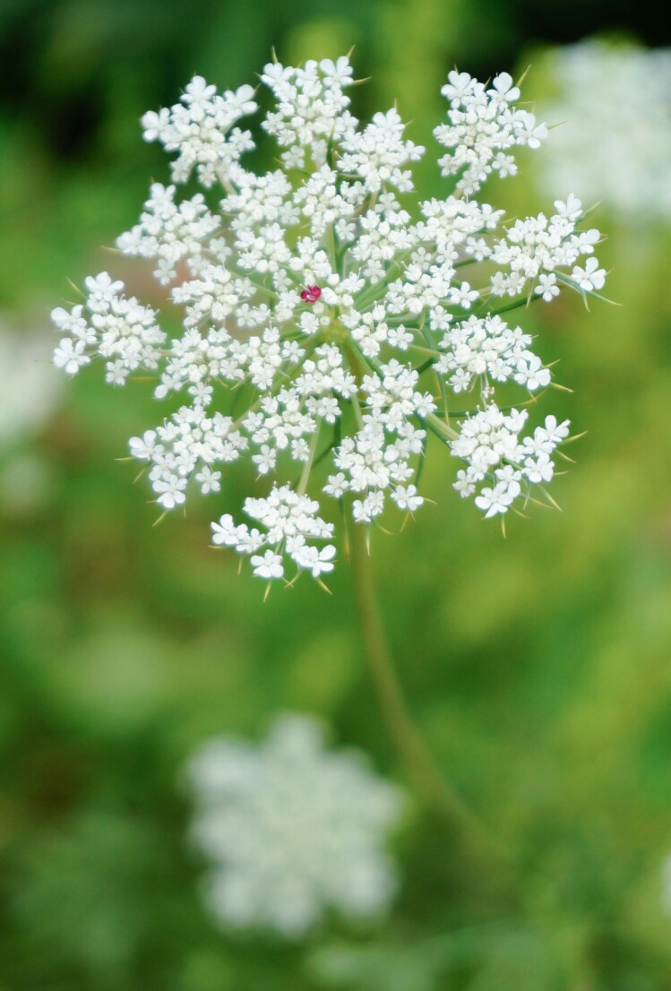 野胡萝卜花