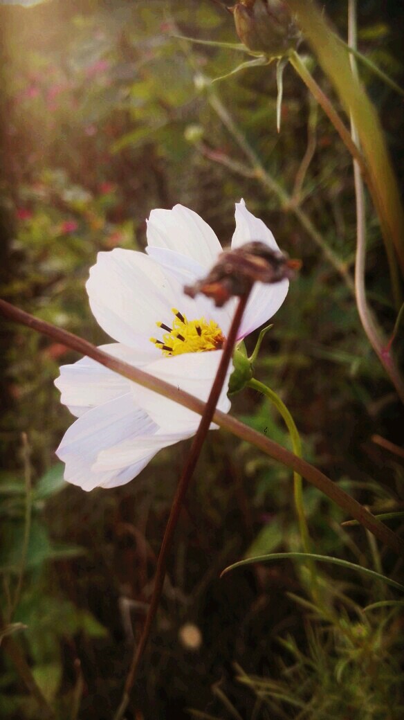 一花一世界。