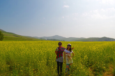 油菜花