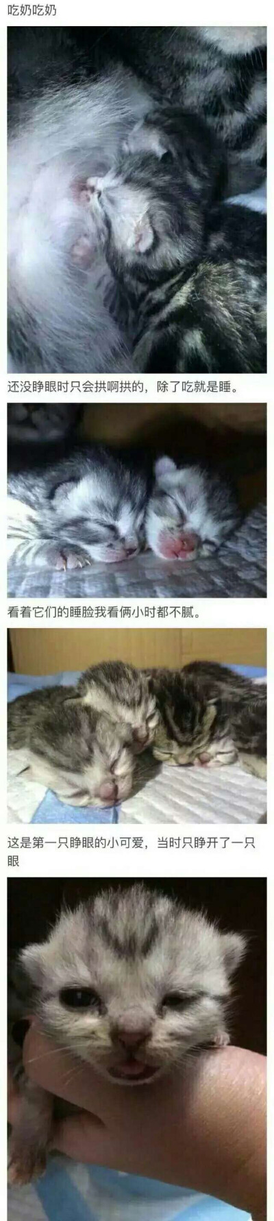 猫最萌的时候