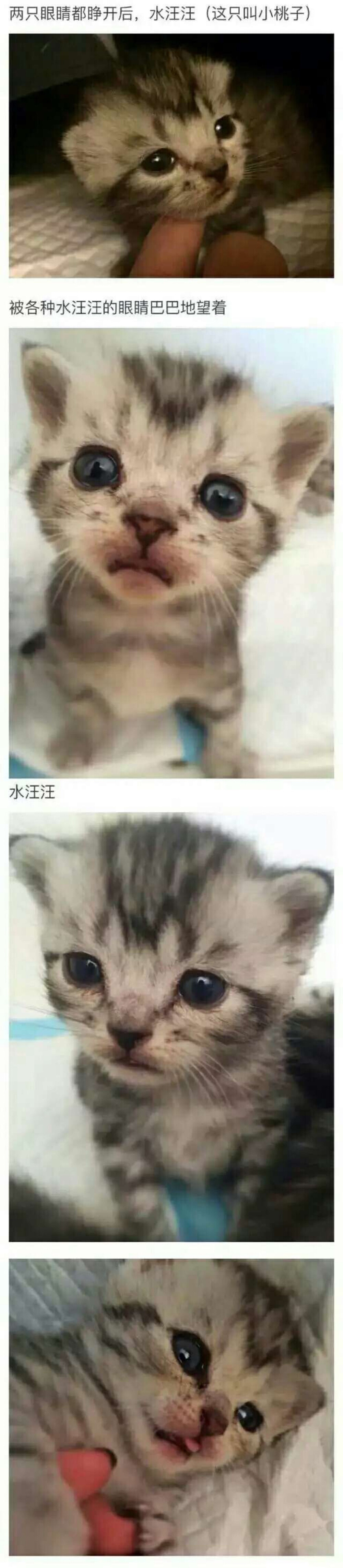 猫最萌的时候