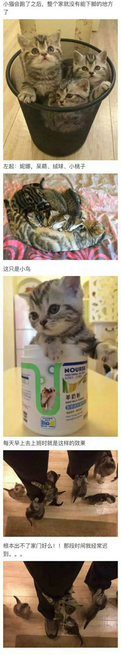 猫最萌的时候