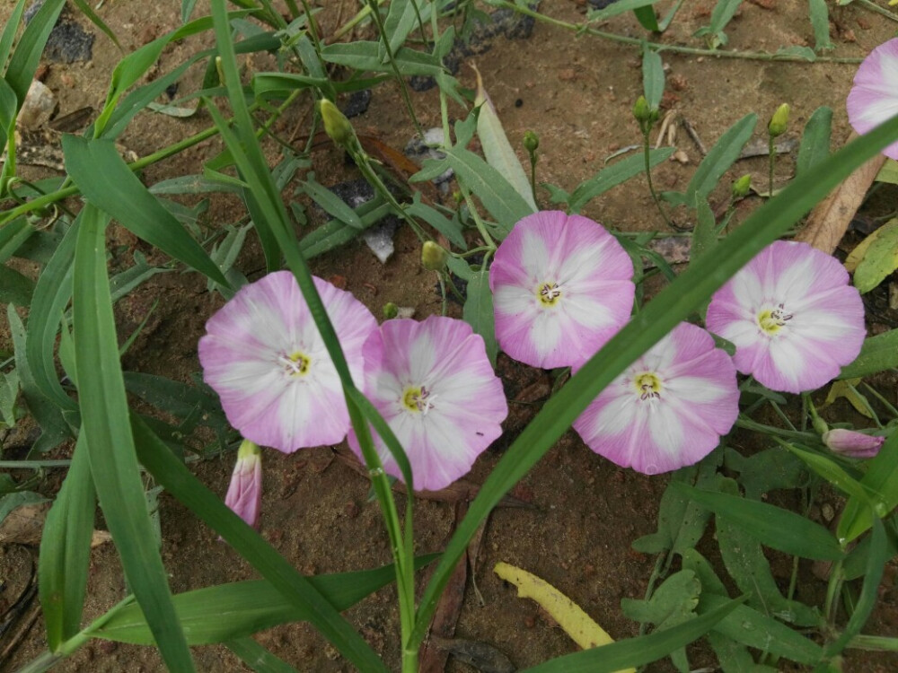 牵牛花排排队