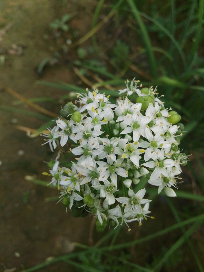 韭菜花