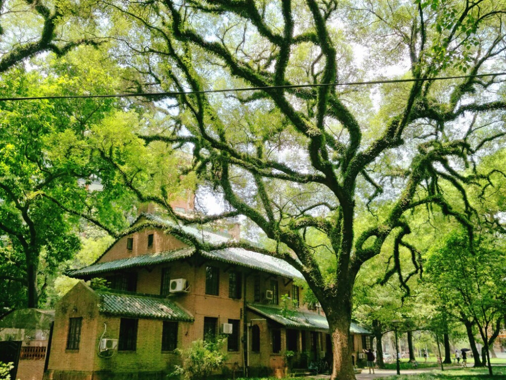 大树。中山大学