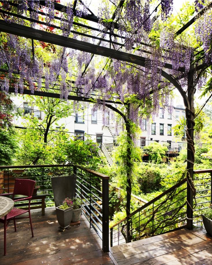 Park Slope Garden with Wisteria in Bloom by Kim Hoyt_Gardenista