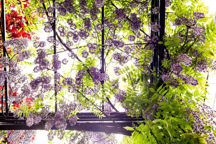 Wisteria in Bloom in Garden by Kim Hoyt_Gardenista