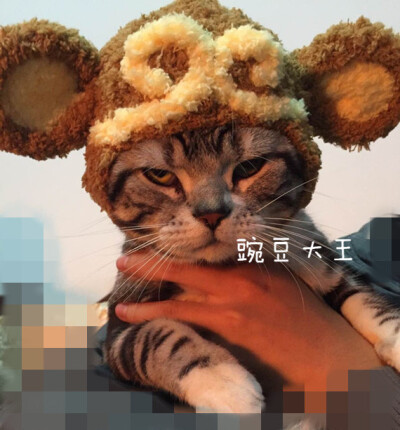 定制 新款猴年手工猫帽定制款 齐天大圣悟空造型宠物帽 狗狗变装针织帽