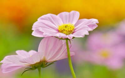 紫色花瓣黄色花蕊壁纸下载